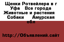 Щенки Ротвейлера в г.Уфа - Все города Животные и растения » Собаки   . Амурская обл.